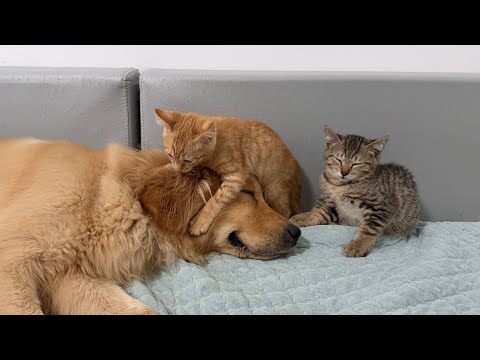 YouTube 썸네일