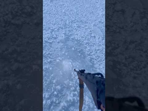 Bearded Seal Hunting Under the Ice #viral #shorts