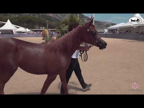N 8 PERFECTA AL JASSIMYA   Mediterranean and Arab Countries AHC   Menton 2021   Yearling Fillies Cla