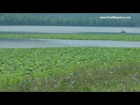 Nelumbo Lutea, Tappan Lake Ohio, Native American Lotus