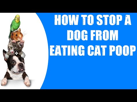 HOW TO STOP A DOG FROM EATING CAT POOP