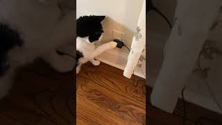 Intelligent cat gets automatic feeder to dispense food by unplugging it