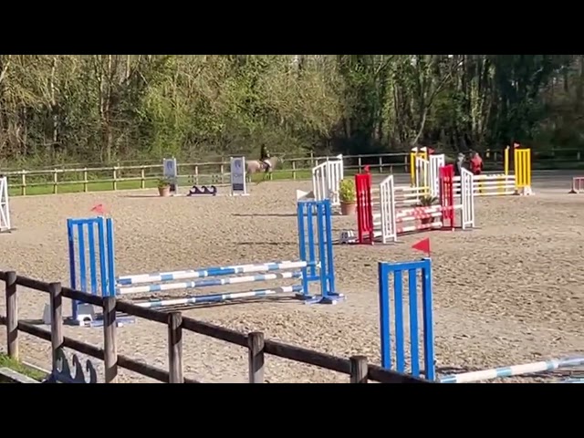 Yegua New Forest En venta 2022 Isabelo por Euchorthipus Arquetan