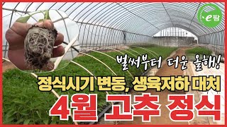 연이은 봄비에 이른 기온 상승까지, 올해 고추 정식 파종은 이렇게 준비하세요!