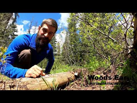 Edible Trail Side Plants every Rocky Mountain Hiker should know (early summer, late spring)