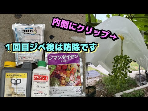 ブドウの房病 果実に炭疽病の斑点が見られる