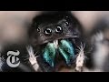 Inside A Jumping Spider S Brain ScienceTake The New York Times