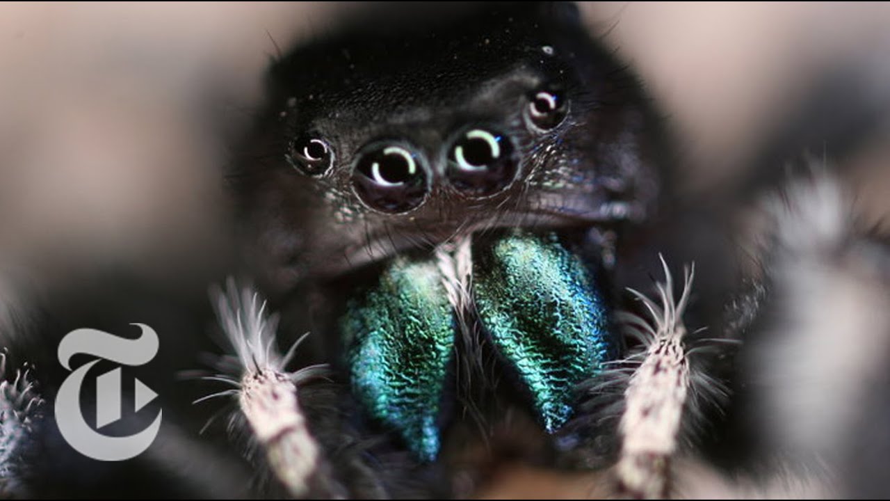 Inside a Jumping Spiderâs Brain | ScienceTake | The New York Times
