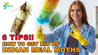 How to Get Rid of Indian Meal Moths and Larvae