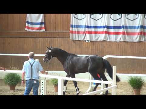 Hengst Lint-Cassini-Corrado Körung Vorauswahl Elmshorn 2019