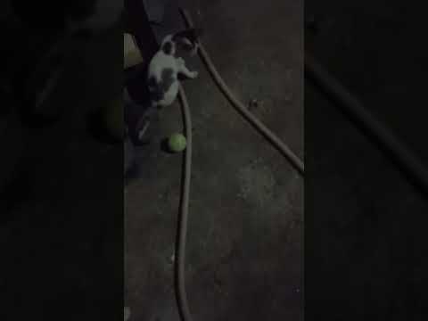 #cutecats#🐈🐱plying ball🥎😅
