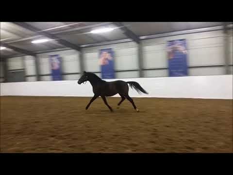 2 jähriger Hengst v. Dark Dornik x Dance Star AT NRW  2021