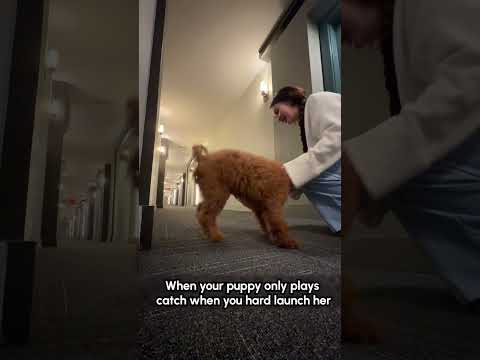 La chienne Golden doodle aime être lancée avant d'aller chercher la balle 🤣