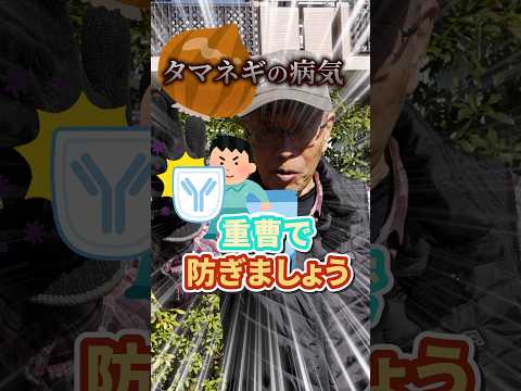 タマネギのウジ虫を取り除く方法は？ヒント、症状、治療法  庭園