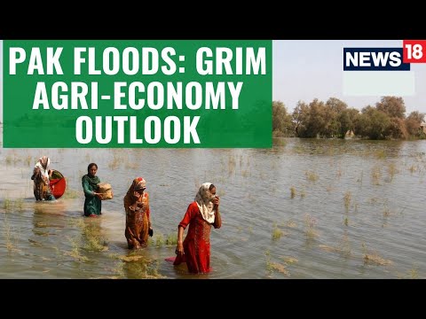 Pakistan Flood News | Pakistan's Agriculture Sector's Condition After Flood | English News