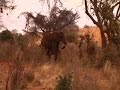 Drones And Computers Stop Ivory Poaching