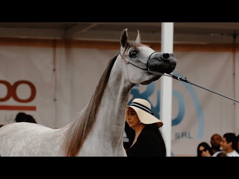 ELAFAAH MCA - (AJ Mardan x Najaa Ashiraf), 2021 Grey Filly