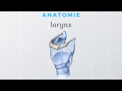 Anatomie du Larynx
