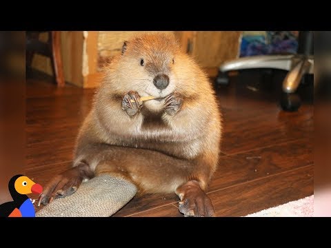 Baby Beaver's Favorite Hobby Is Building Dams in the House