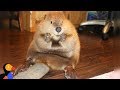 Rescue Beaver Loves Building Dams In His House - JUSTIN BEAVER | The Dodo