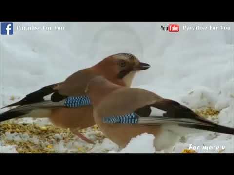 Bhoopathimar Mudimane   K V Simon   Malayalam Christian Songvia torchbrowser com