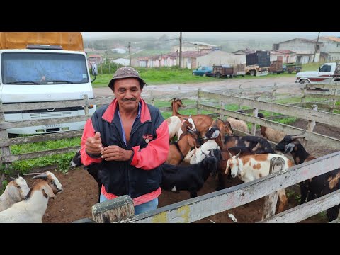 Feira de ovino e 🐖 Capoeiras-PE 30/04/2026