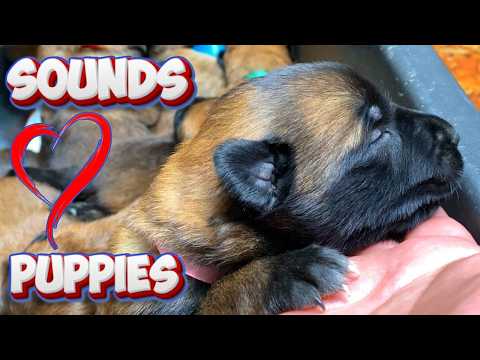 ✅ Cómo ayudar a los cachorros recién nacidos a orinar si la madre perra no puede hacerlo porsí misma