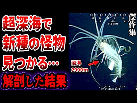 「恐ろしい」:研究者が無人島で驚くべき発見をする