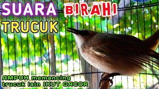 Download lagu DIJAMIN Trucukan lain AUTO GACOR dengar Suara TELER Trucuk birahi ini mp3