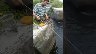 Download lagu FUN!! FISHING FOR WADER FISH WITH A SUPER FLEXIBLE ROD, IT DOESN'T TAKE LONG, AND YOU'LL STRIKE I... mp3 Download lagu FUN!! FISHING FOR WADER FISH WITH A SUPER FLEXIBLE ROD, IT DOESN'T TAKE LONG, AND YOU'LL STRIKE I... mp3