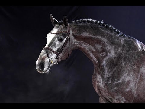 Cornets Quaprice (Cornet Obolensky / Quaprice du Bois Margot / Carthago)