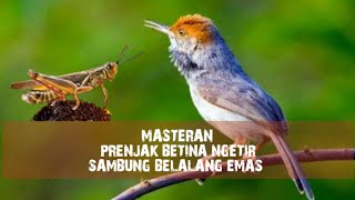 Download lagu Masteran Mewah | Prenjak Betina Gacor Ngetirr Sambung Belalang Emas  mp3