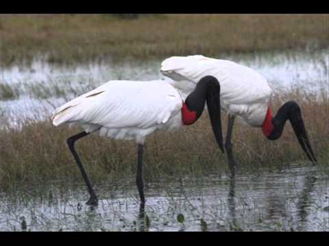 FG El Gabán Peligroso (Barinés) - Francisco Montoya