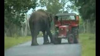 preview picture of video 'Elephant at Mudumalai'