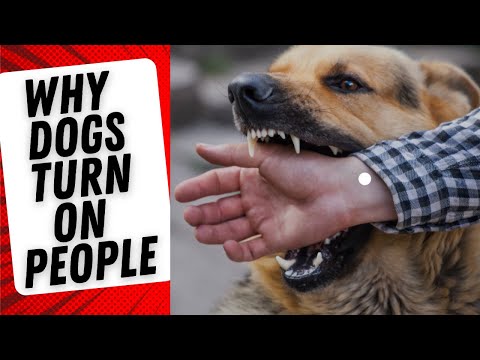 What Causes Dogs to Turn on Their Owners? Explained by a Dog Behavior Expert