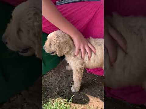 Marigold is a beautiful goldendoodle puppy