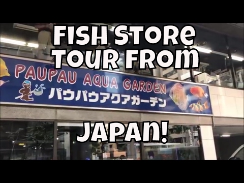 Japanese Fish Store Tour PauPau Ginza Japanese Fish Shop tour in Japan ADA Store