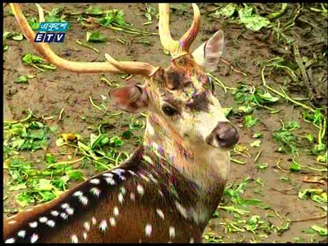 কোলাহলমুক্ত পরিবেশে বেশ ফুরফুরে মেজাজেই আছে চিড়িয়াখানার প্রাণীরা