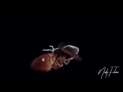 Moth blender 3.3 animation #blender #moth #cgi #cgtrader