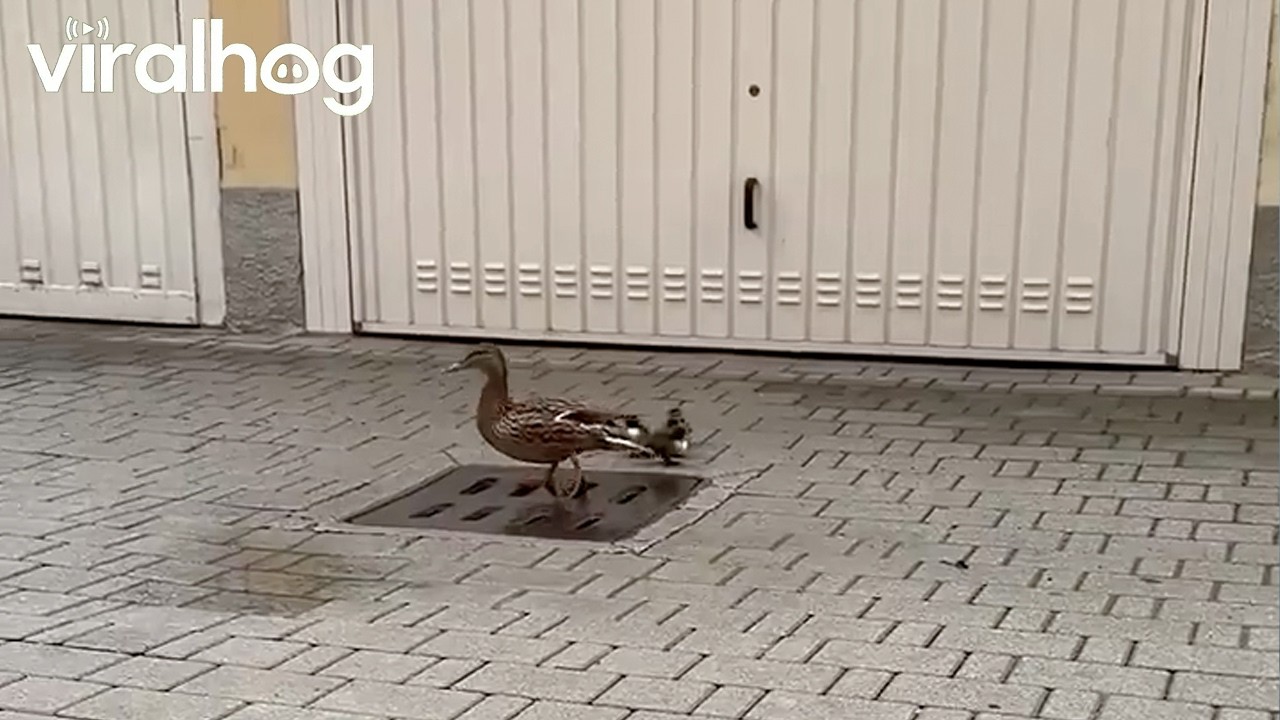 Man Rescues Ducklings That Fell Through Grate || ViralHog