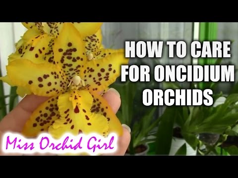 How to care for Oncidium Orchids and Intergenerics - watering, fertilizing, reblooming