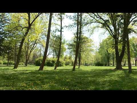 Info - Sve više alergena u vazduhu (TV KCN 09.06.2026)