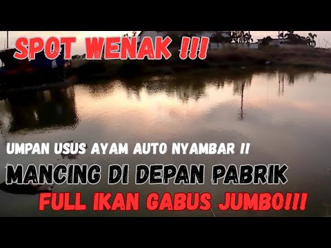 MANCING DI SPOT TERBENGKALAI DAPAT IKAN JUMBO | Umpan usus ayam full sambaran ‼️ |
