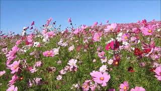 海の中道のコスモス2022