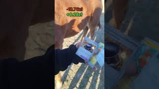 Boosterek z podwójnym koniowym fartem 🐎✨🎴