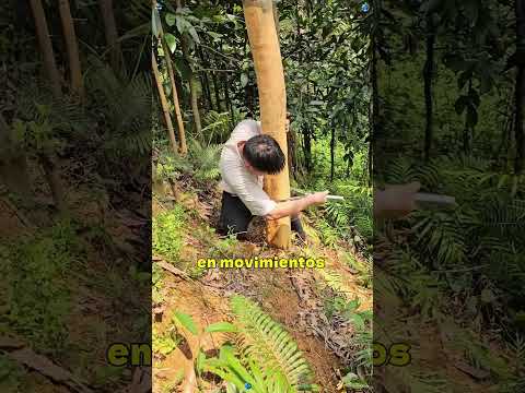 ¿Como se extrae la canela? #didyouknow #datoscurisos #cocina #datospertubadores #knowledge