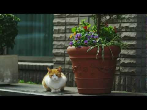 Hoping For You (Scopes East Life Remix) - Nikola Gala