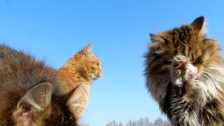 preview picture of video 'Кошки умываются!  The 6 cats Cats wash!'