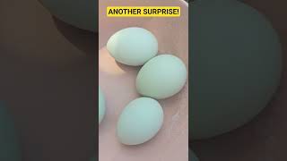 Let's Collect Today's Eggs! #fun #chicken #pets #food #farming #backyardchickens #love