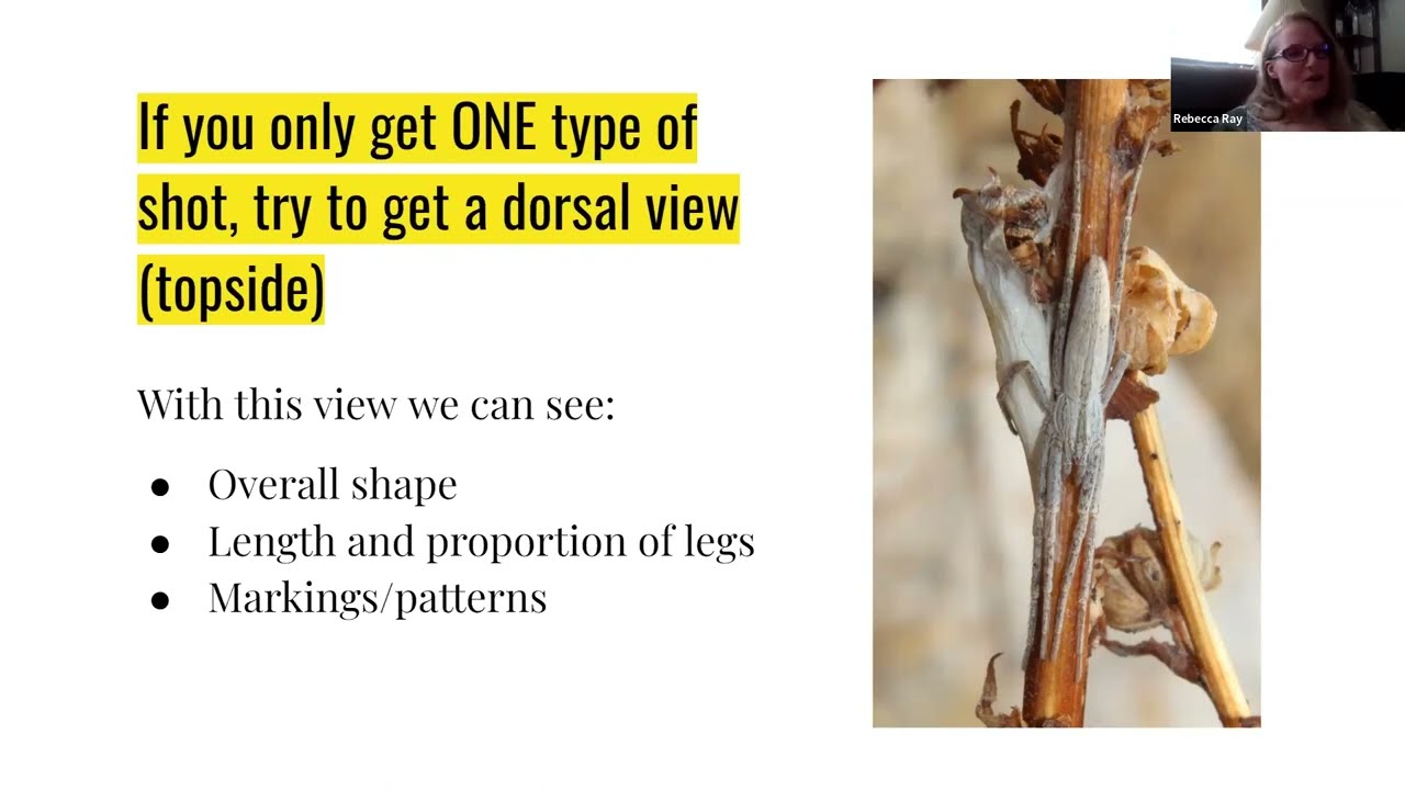 NHMU iNaturalist Master Class